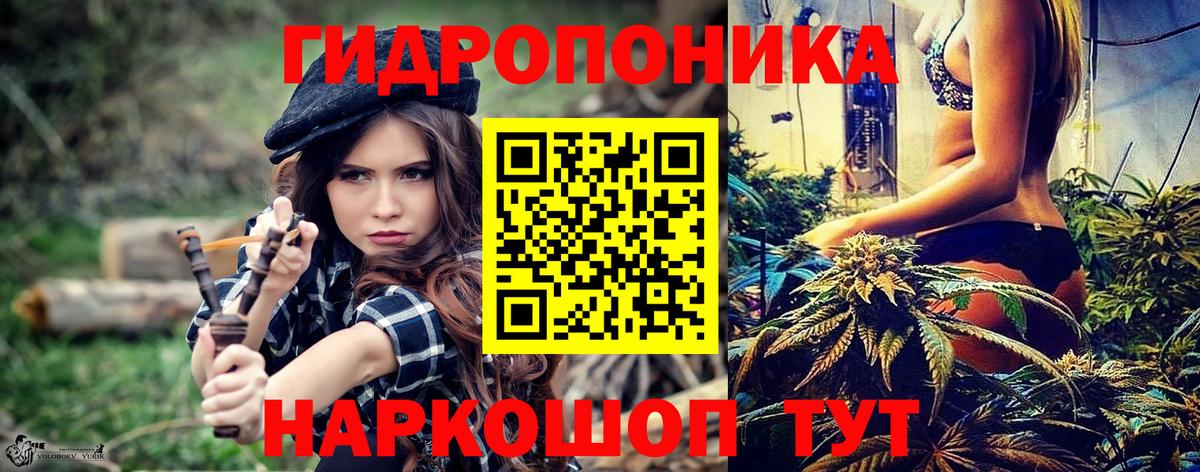 Каннабис OG Kush Кохма